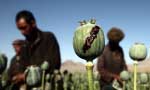سهم گروه طالبان از کشت و قاچاق مواد مخدر 